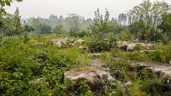 乡野豪龙,探寻神秘生物的传奇故事